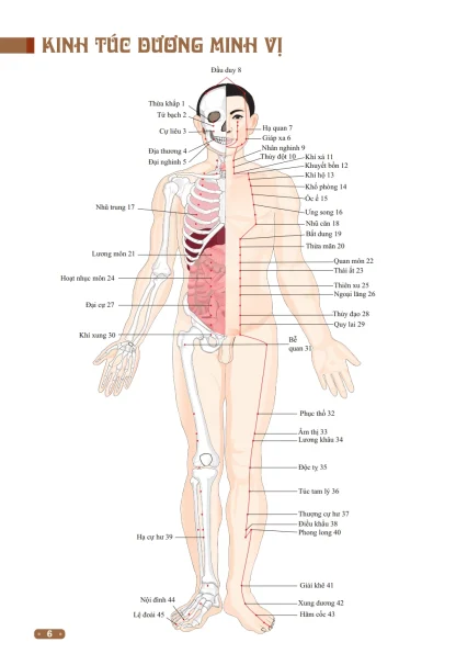 Đồ Giải Kinh Lạc Huyệt Vị Cơ Thể - Từ Bình - Hình ảnh 4