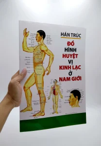 Đồ Hình Huyệt Vị Kinh Lạc Ở Nam Giới - Hán Trúc